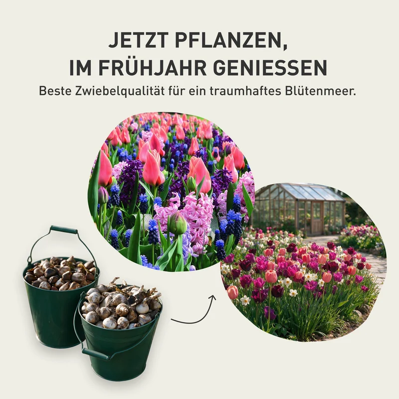Blumenzwiebel-Mix 'Wild Bloom Selection'