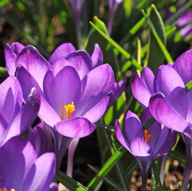 Wildkrokus 'Ruby Giant' Violett