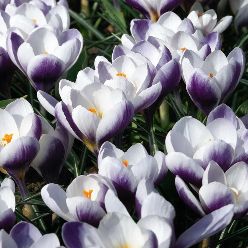 Wildkrokus 'Prins Claus' Weiß-Violett