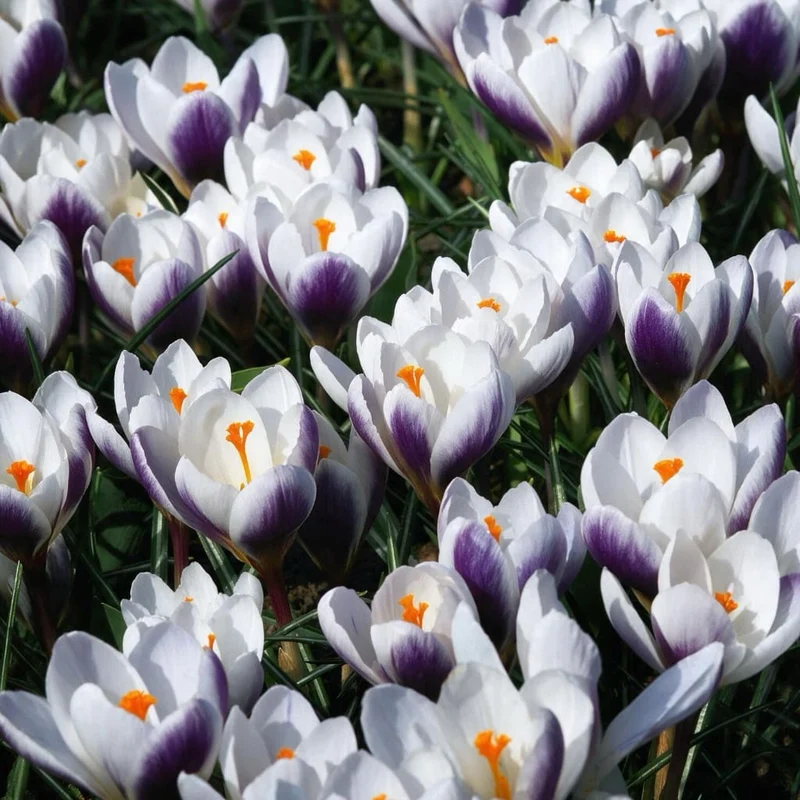 Wildkrokus 'Prins Claus' Weiß-Violett