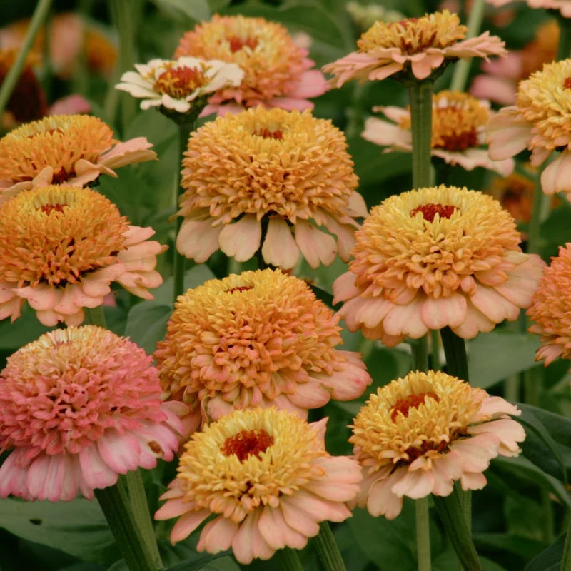Zinnia Elegans Zinderella Peach