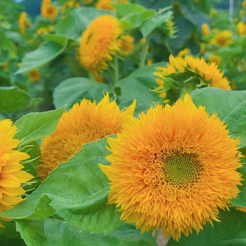 Sunflower Teddy Bear