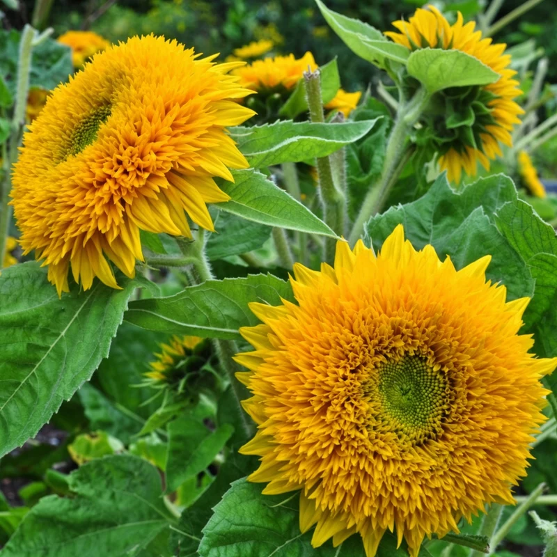 Sunflower Teddy Bear