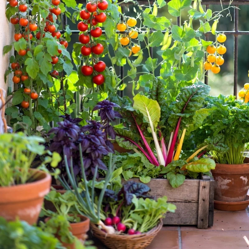 Organic Mediterranean Balcony Harvest – Spring Kitchen Garden