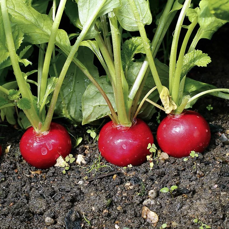 Organic Mediterranean Balcony Harvest – Spring Kitchen Garden