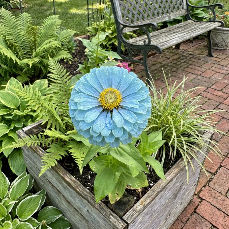 Sky Blue Zinnia Seeds for Planting (Zinnia elegans) – Classic Heirloom Flower
