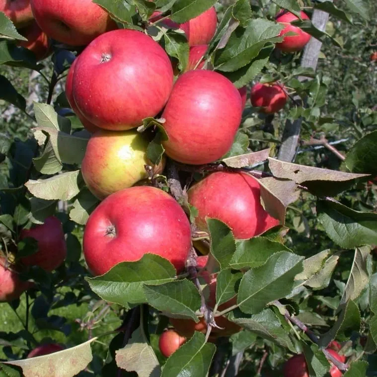 Bio-Apfelbaum 'Topaz' Winterapfel