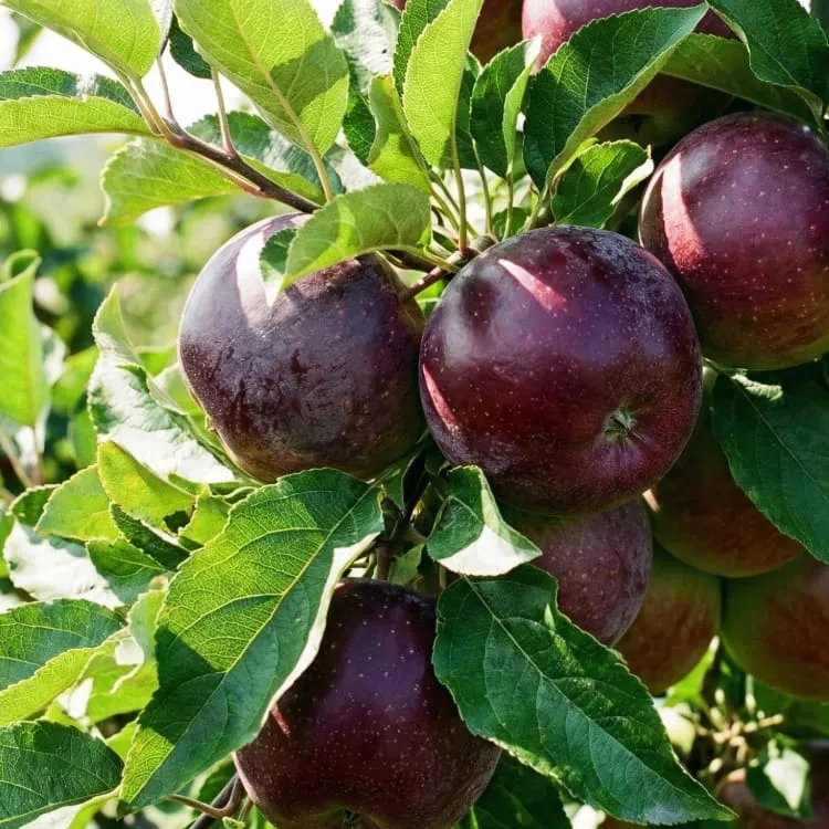 Bio-Apfelbaum 'Spartan' Winterapfel