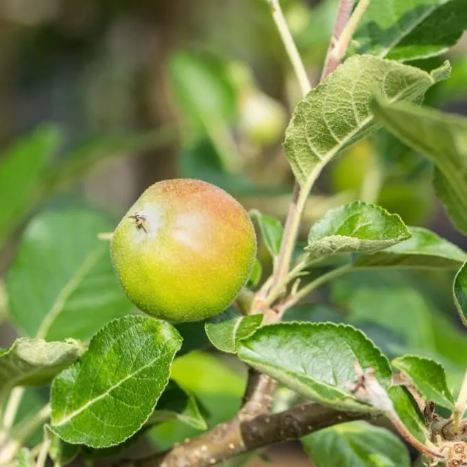 Bio-Apfelbaum 'Santana' Herbstapfel