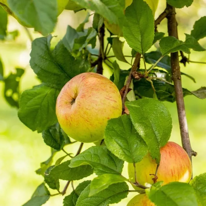 Bio-Apfelbaum 'Roter Berlepsch' Winterapfel
