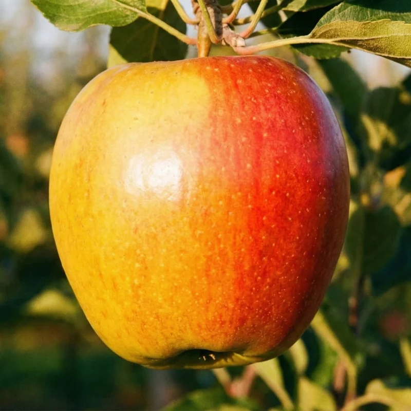 Bio-Apfelbaum 'Retina' Sommerapfel