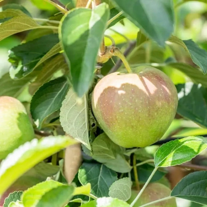 Bio-Apfelbaum 'Prinzenapfel' Herbstapfel