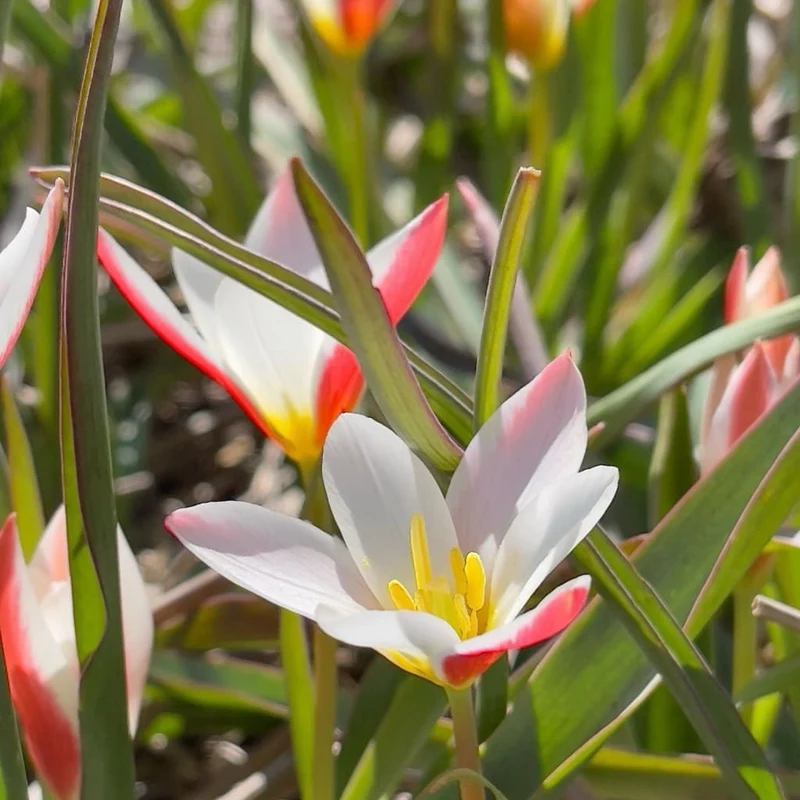 Wildtulpe 'Lady Tulip' Rot-Weiß