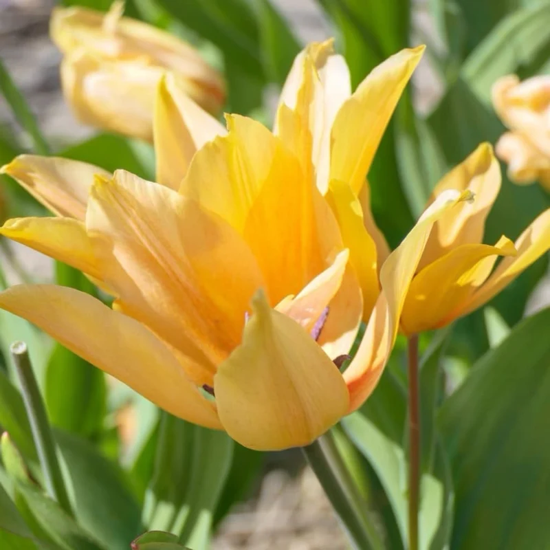 Mehrblütige Wildtulpe 'Shogun' Orange