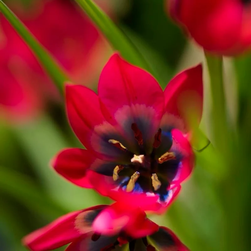 Wildtulpe 'Little Beauty' Rosa-Rot