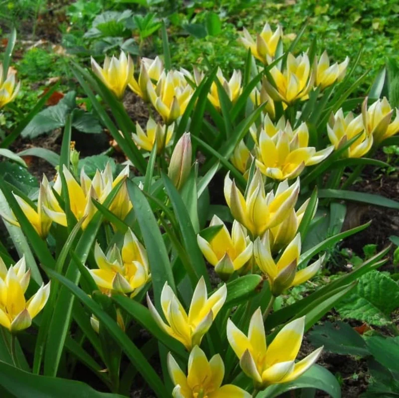 Stern-Tulpe Dasystemon Gelb-Weiß