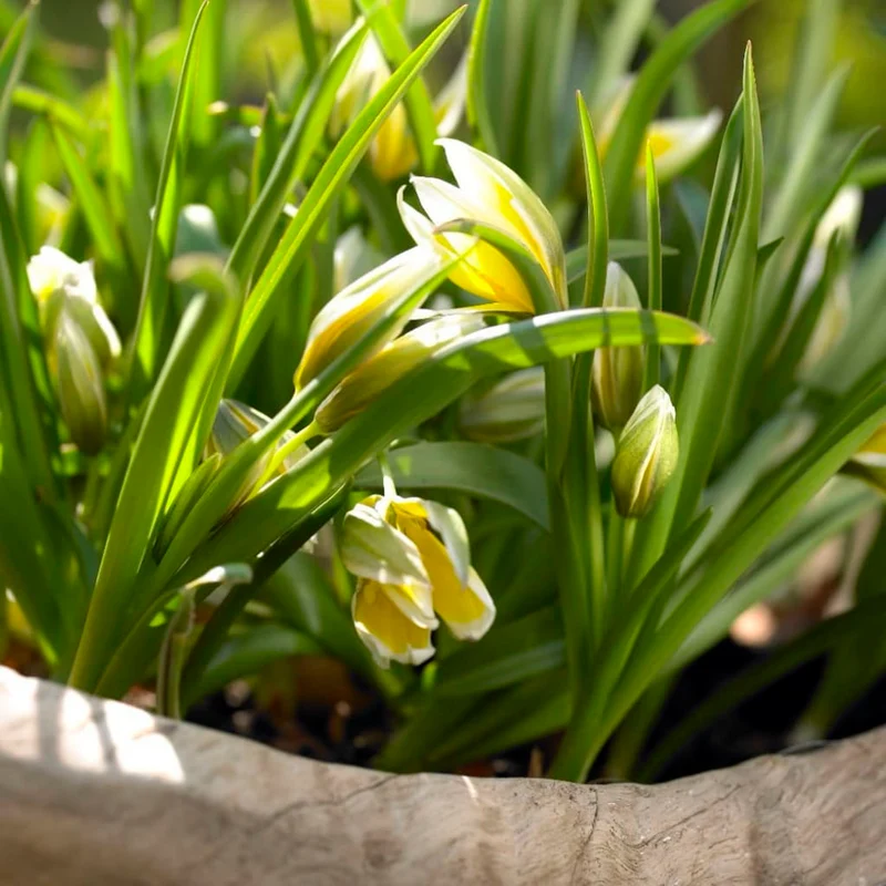 Stern-Tulpe Dasystemon Gelb-Weiß