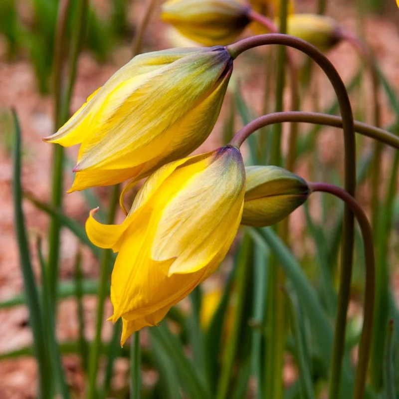 Wildtulpe Gelb