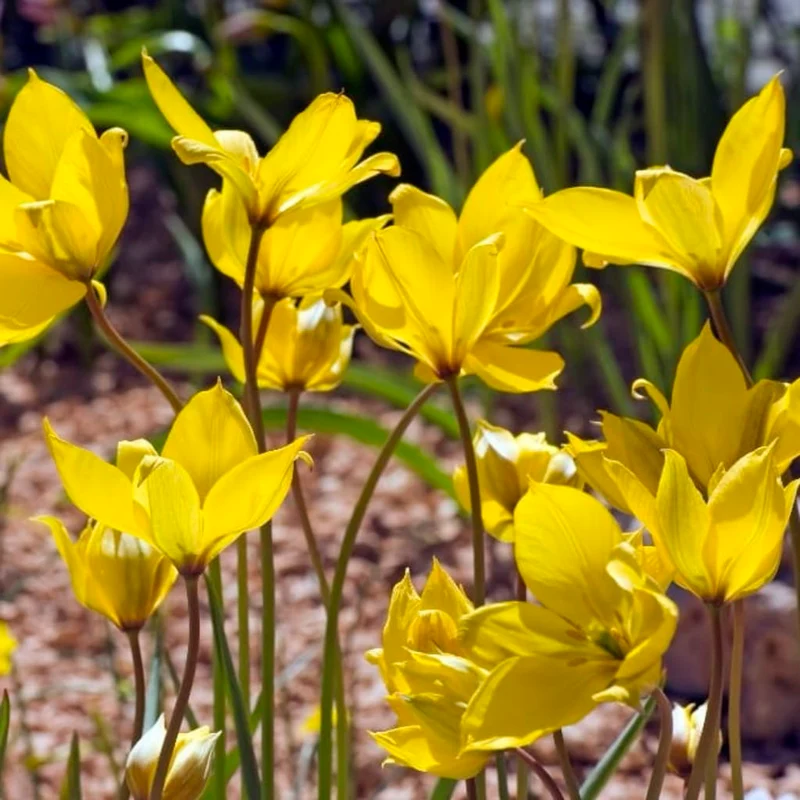 Wildtulpe Gelb