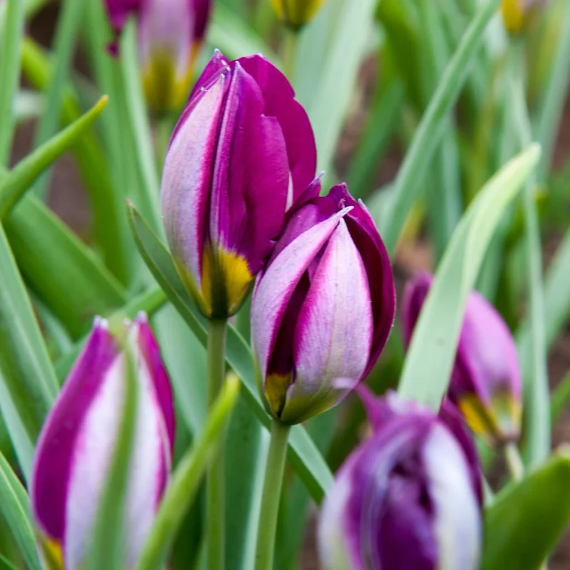 Wildtulpe 'Persian Pearl' Violett