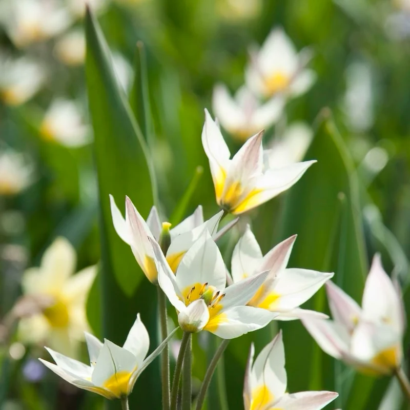 Wildtulpe Turkestanica Weiß