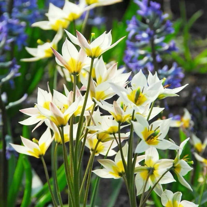Wildtulpe Turkestanica Weiß