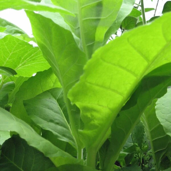 Grassroot Tobacco Seeds for Home Garden Planting