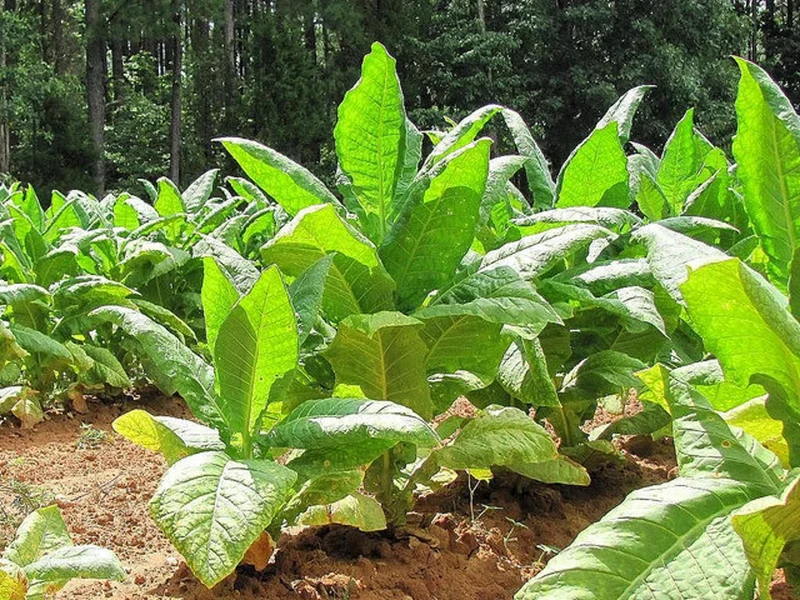 Grassroot Tobacco Seeds – Heirloom Planting Seeds for Gardens – 100 pcs