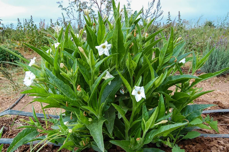 Meadow Tobacco White Planting Seeds for Home Gardens – 100 pcs