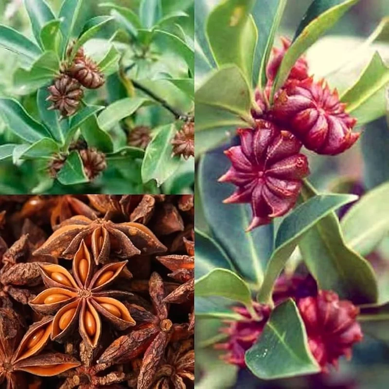 Star Anise Seeds – Aromatic Culinary Spice Plant for Home Gardens