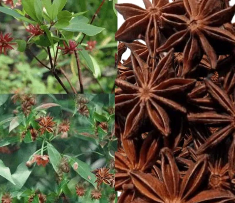 Star Anise Seeds – Aromatic Culinary Spice Plant for Home Gardens