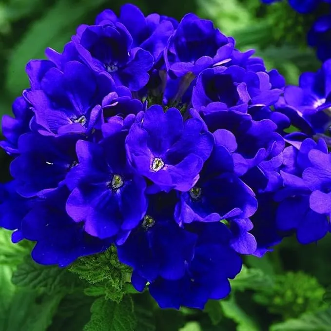 Verbena Blue Lagoon Seeds – Long-Blooming Perennial for Gardens & Containers