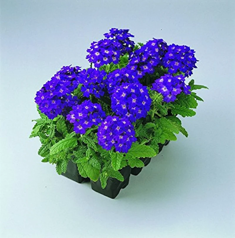 Verbena Blue Lagoon Seeds – Long-Blooming Perennial for Gardens & Containers