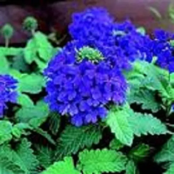 Verbena Blue Lagoon Seeds – Long-Blooming Perennial for Gardens & Containers