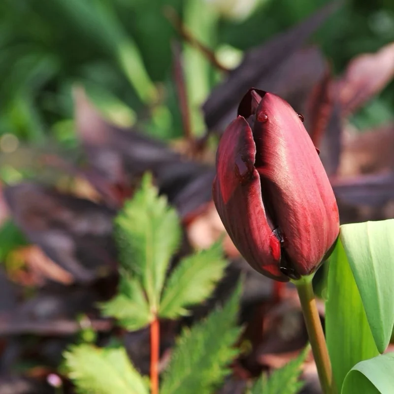 Triumph-Tulpe 'Ronaldo' Schwarz