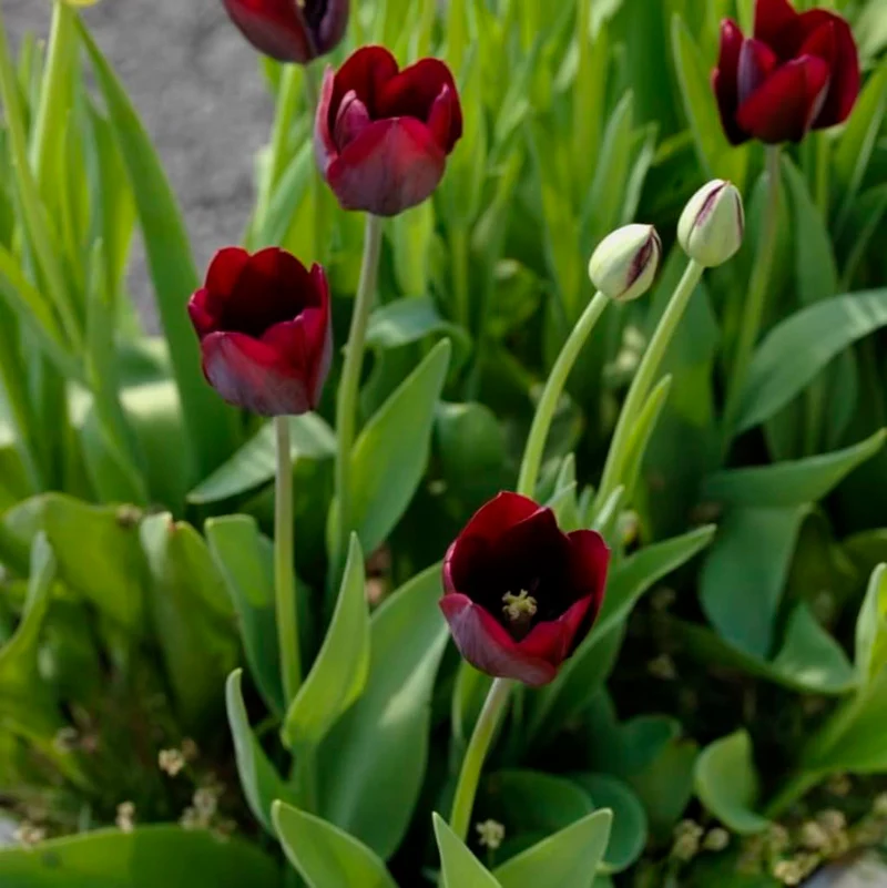 Triumph-Tulpe 'Ronaldo' Schwarz