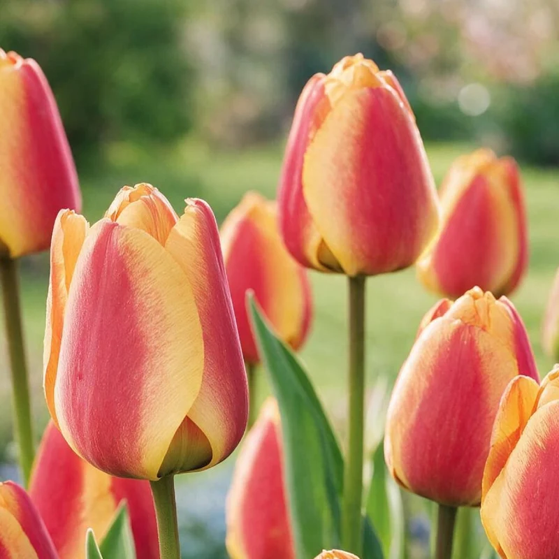 Darwin-Hybrid-Tulpe 'Apeldoorn's Elite' Orange-Gelb
