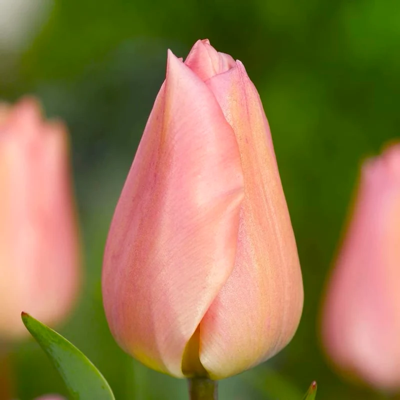 Darwin-Hybrid-Tulpe 'Apricot Pride' Rosa