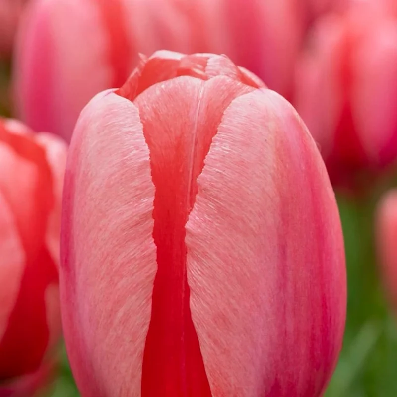Darwin-Hybrid-Tulpe 'Pink Impression' Rosa