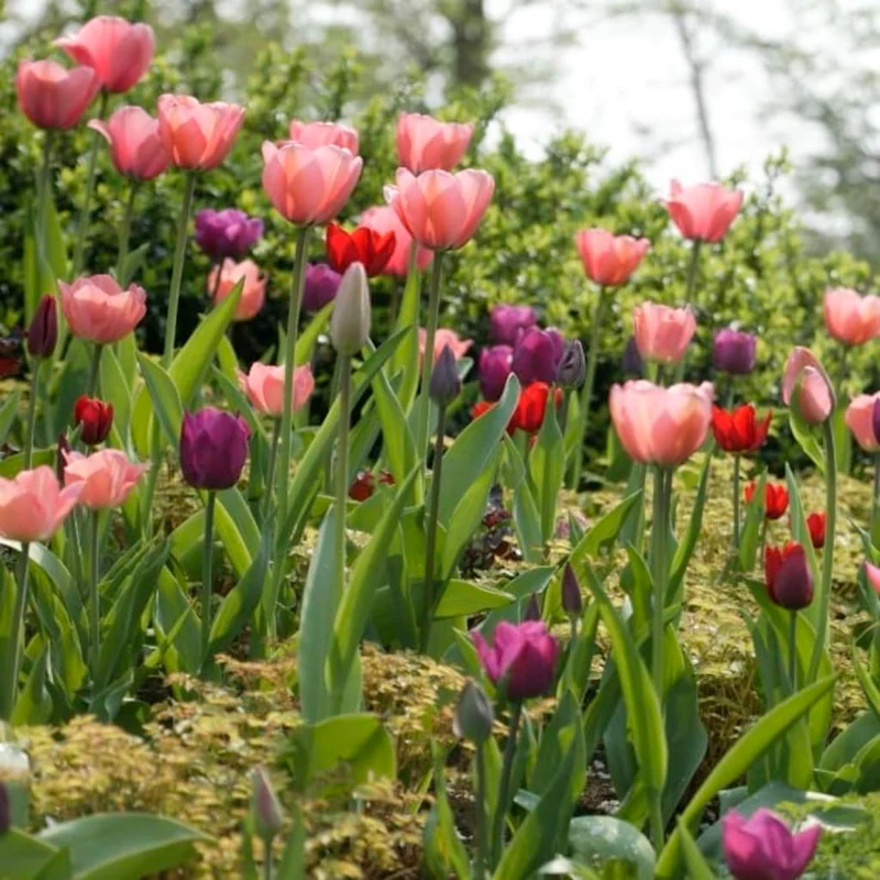 Darwin-Hybrid-Tulpe 'Pink Impression' Rosa