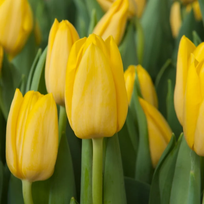 Darwin-Hybrid-Tulpe 'Novi Sun' Gelb