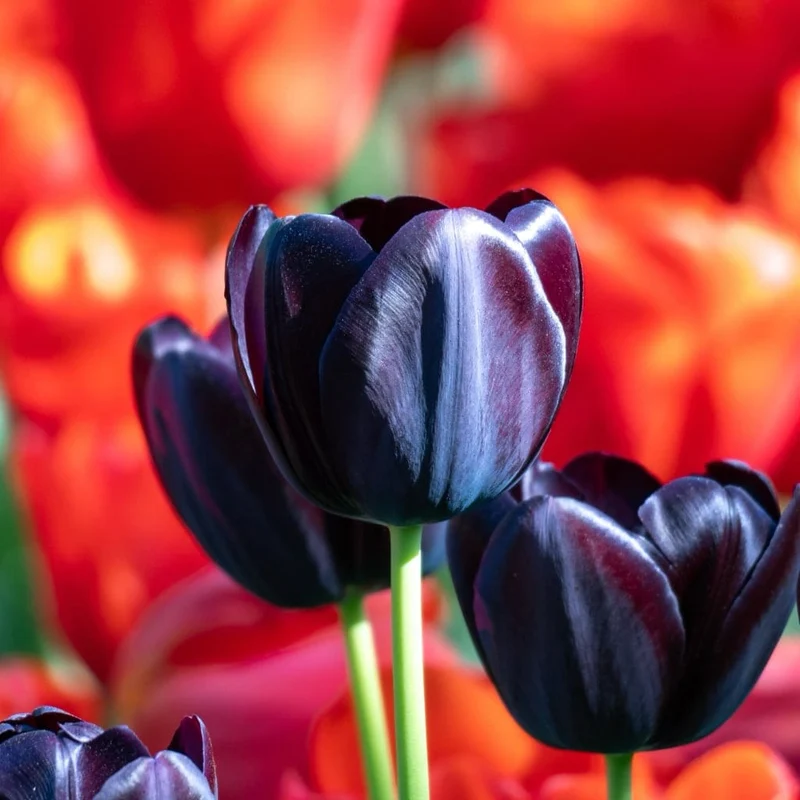 Tulpe 'Queen of Night' Schwarz