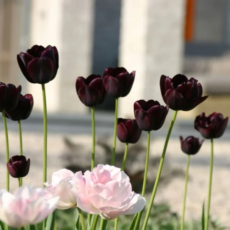 Tulpe 'Queen of Night' Schwarz