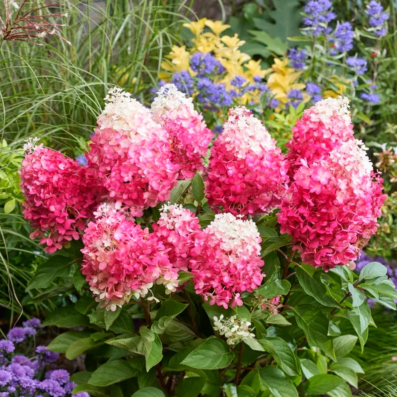 Rispenhortensie 'Living Red Velvet'® Weiß-Rot