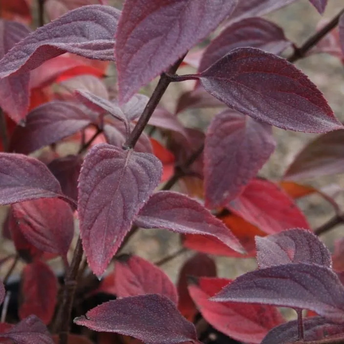 Rispenhortensie 'Diamant Rouge'® Weiß-Rot