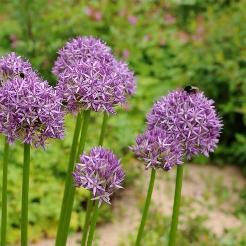 Zierlauch 'Purple Sensation' Violett