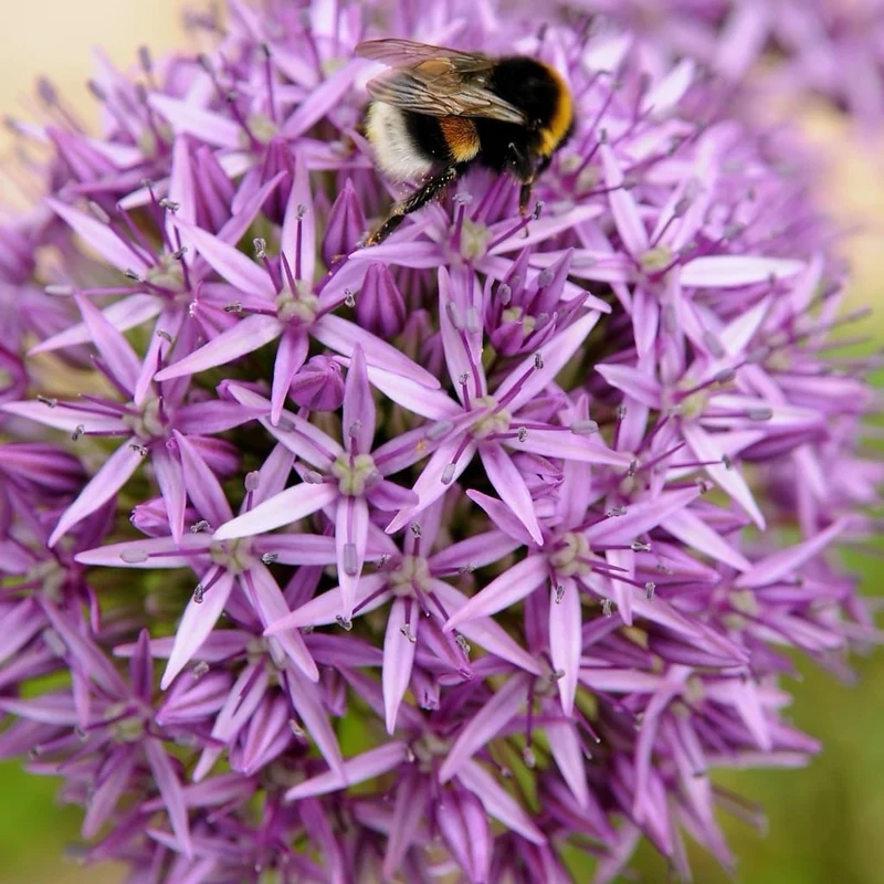 Zierlauch 'Purple Sensation' Violett