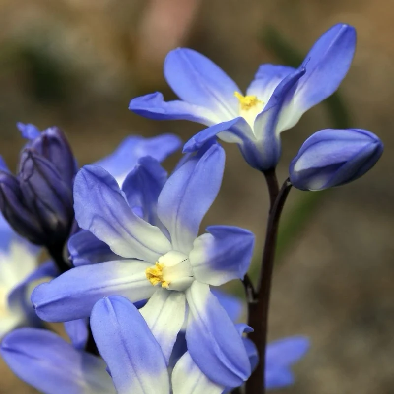 Gewöhnliche Sternhyazinthe Blau