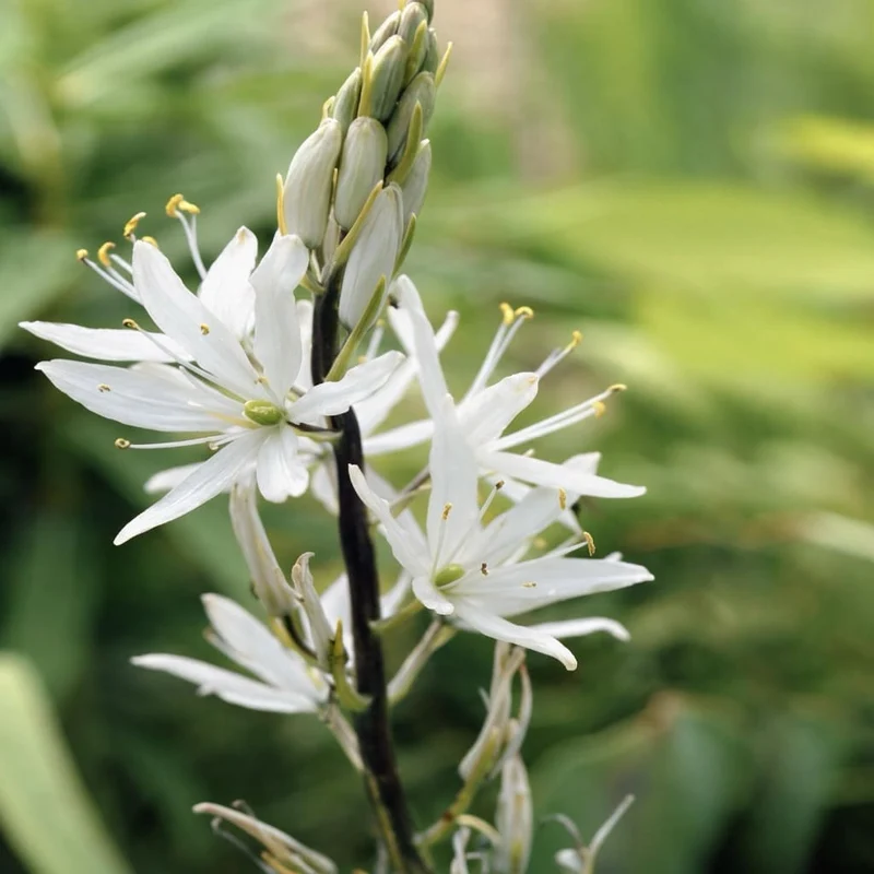 Prärielilie 'Alba' Weiß