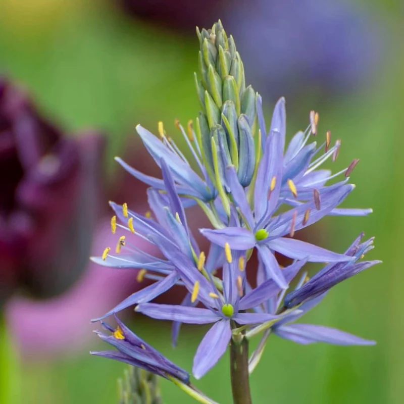 Prärielilie 'Caerulea' Blau